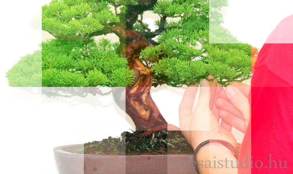 juniperus bonsai lombkoronajanak alakitasa az agszinteken bonsai studio